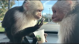 Capuchin Monkeys Go To Starbucks [upl. by Ronna]