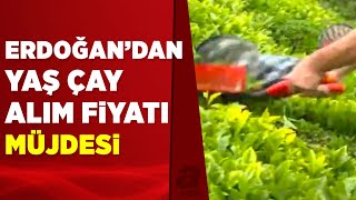 Yaş çay alım fiyatı ne kadar oldu Üreticiye müjde  A Haber [upl. by Ertemed]