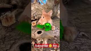 rabbit eating coriander leaves petrabbit rabbit [upl. by Al755]