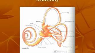 Vestibular System Anatomy [upl. by Loree]