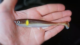 This Bait Saved my Session  Jigging and Cranks for Perch and Pike [upl. by Eba]