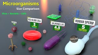 How Microorganisms looks under the microscope  Virus Size  Bacteria size  Antibodies size [upl. by Deryl]