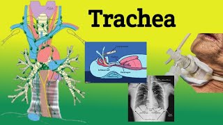 Trachea  Anatomy Location Relations Clinical Correlations [upl. by Trela]