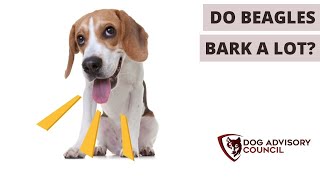 Do Beagles Bark A Lot At Night [upl. by Philbert]