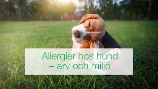 Allergier hos hund  arv amp miljö vad vet man vad säger forskningen [upl. by Conlan]