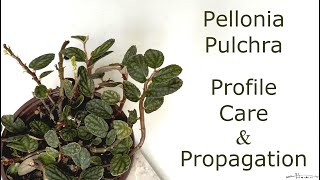 Pellionia Pulchra Profile Care Propagation [upl. by Cecil]