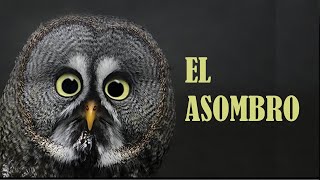 EL ASOMBRO [upl. by Aixela498]