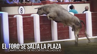 El Toro Bravo se Salta la Plaza Campeonato de Recortes Valladolid 2021 [upl. by Shelli144]