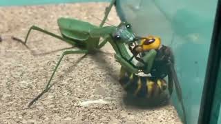 wasp vs mantis [upl. by Htebi]