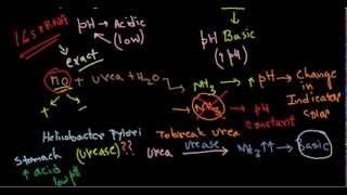 Urease test [upl. by Frierson]