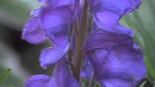 Aconitum napellus monkshood a poisonous beauty [upl. by Pearl]