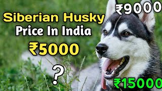 Siberian Husky Dog Price In India 2024  Husky Price in india 2024 [upl. by Rosamund725]