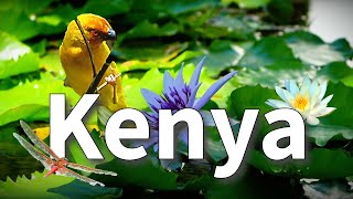 Kenya  Tranquility in an Exotic Paradise 🌿🐥 🇰🇪 [upl. by Esir]