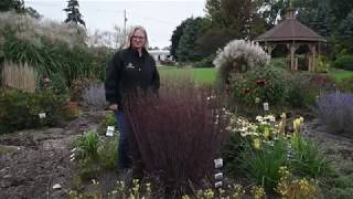 Ornamental Grasses Tour  Walters Gardens [upl. by Fabio906]