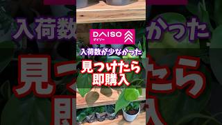 【ダイソー】入荷数が少なかった、見つけたら即購入しなくちゃ！ 観葉植物 ダイソー houseplants daiso 百均 [upl. by Rillis515]