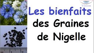 Nigelle Vertus bienfaits des graines de nigelle nigella sativa [upl. by Leahcimsemaj]