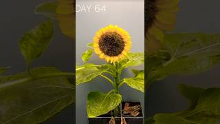 75 Days of Sunflower Growth in 60 Seconds FLAT [upl. by Aelahs]