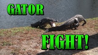 Alligators fighting  Close Up  INTENSE RAW video  Gator Fight  Crocodile vs Crocodile [upl. by Hodgson589]