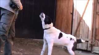 Turkmen Alabai guarding TEST 3  Central Asian Shepherd Dog [upl. by Vatsug]