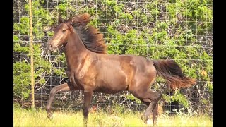 Elvis is a handsome gaited gelding located in central Texas [upl. by Auvil160]