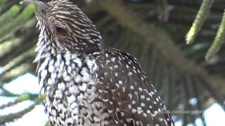 Asian Koel  Eudynamys scolopaceus  Indischer Koel [upl. by Catrina569]