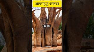 Tree facts अल्लाह हु अकबरfacts islam shorts [upl. by Faden]