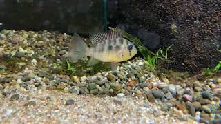 Gymnogeophagus balzanii female with fry [upl. by Ahearn763]