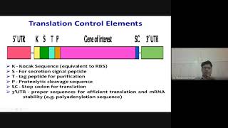 Mammalian Expression vectors [upl. by Nnyleitak]