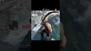 Ibex goatwildlife wildanimals foryouシ reelsviralシ facts video knowledge mountains goats [upl. by Yramesor]