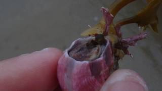 Titan Acorn Barnacle feeding Megabalanus tintinnabulum [upl. by Lahey187]