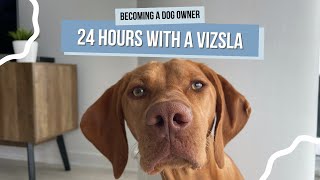 What Its Actually Like Owning a Vizsla  Spend the Day With Willa [upl. by Rolanda]