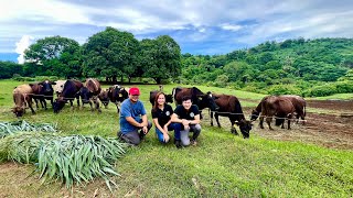 Super Important Tips para sa Dairy Cattle Farmers Transforming Challenges into Success [upl. by Gregory229]