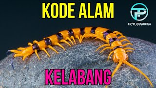 EREK EREK KELABANG 2D 3D 4D  KODE ALAM KELABANG  BUKU MIMPI KELABANG [upl. by Bevus]