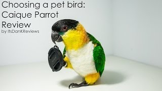 Choosing a Pet Bird  Caique Parrot Review [upl. by Alessig]