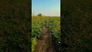 Farming 🌿🌿 Kapas shorts trending viralshort shortsfeed farming trending song [upl. by Lionello]