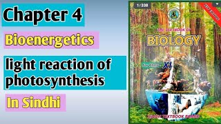 light reaction light dependent reaction of photosynthesis Chapter 4 bioenergetics class 11 biology [upl. by Drahnreb264]