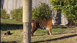 Tiger Feed  Sydney Zoo [upl. by Elaine]