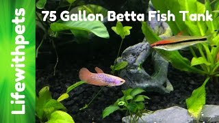 75 Gallon Betta Community Tank [upl. by Lyndes]