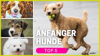 Top 5 Hunderassen für Anfänger in allen Größen [upl. by Kenlee]