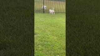 Another morning of neighbor dog barking amercianbully puppy bullybreed cutedog youtubeshorts [upl. by Stilu]