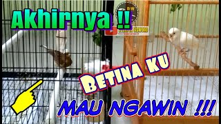 Inilah 3 CIRI PENTING KENARI BETINA BIRAHI DAN SIAP KAWIN  Perhatikan [upl. by Chastity]