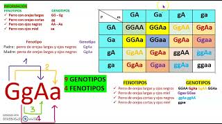 CÓMO DETERMINAR LAS COMBINACIONES DE GAMETOS [upl. by Nnaeirelav]