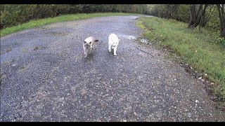 Noisy Siamese Cats try to avoid Water Sweetly Talk to each other after a CreekJump amp see Ducks [upl. by Leduar833]