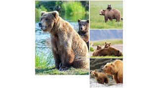 Bears hibernate to conserve energy to survive Bearcubs are playful by climbing running swimming [upl. by Erialc]