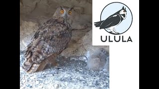 Eagle Owl CAM Bubo bubo [upl. by Gilmore563]