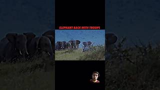 rhino vs Elephant trending animals wildlife wildlife shorts [upl. by Nitsreik990]