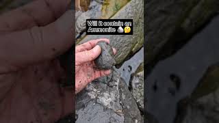 Extracting Fossil Nodules from Rocks 👷🏻‍♂️🪨🔨 fossilhunting fossils shorts coast rock ammonite [upl. by Xirdnek987]