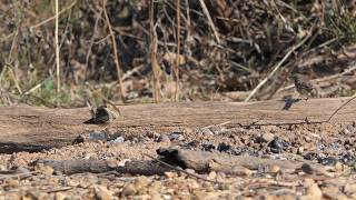 Sleepy American Pipits yawn [upl. by Ydnac]