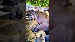 Buffalo Dairy Farm  Yadav Dairy Farm  Aakash Yadav Deyei  Murrah Buffalo New Video 2024 [upl. by Sig]