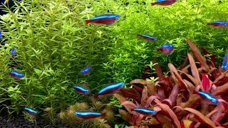 100 Cardinal tetras feeding frenzy Paracheirodon axelrodi [upl. by Max]